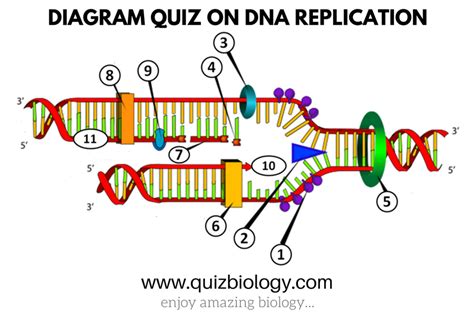 replication plus extension quiz